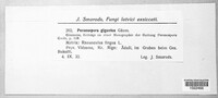 Peronospora gigantea image